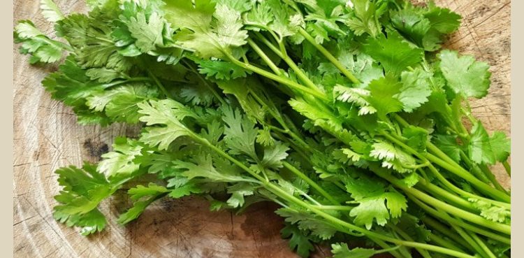 Skin Allergy Coriander