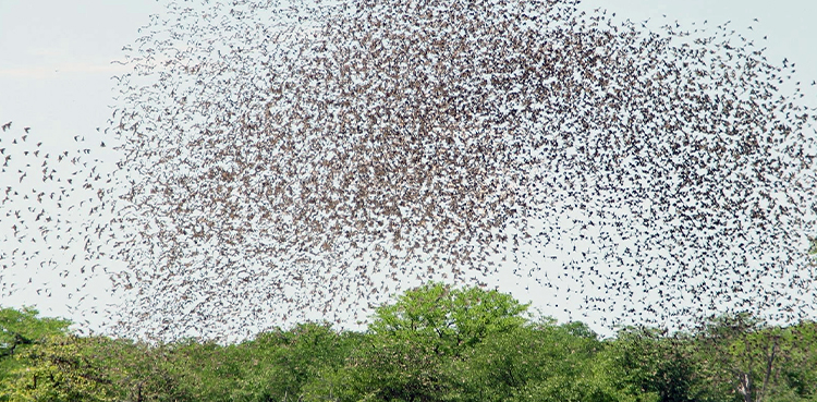 Locust Swarms