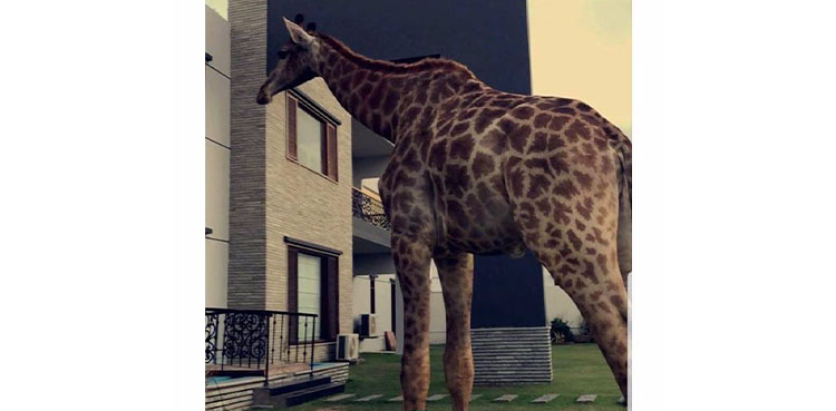 Giraffes as Pets